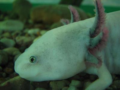 Ambystoma mexicanum albino 2