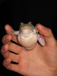 Litoria caerulea