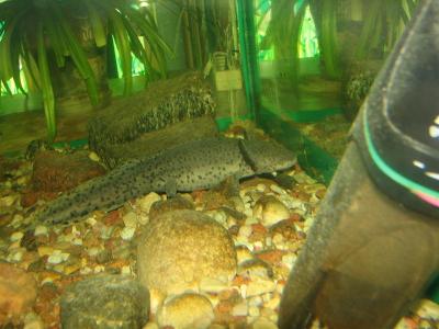 Ambystoma mexicanum