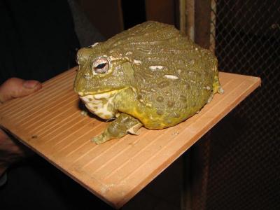 Afrikos vandennešė varlė - Pyxicephalus adspersus 1