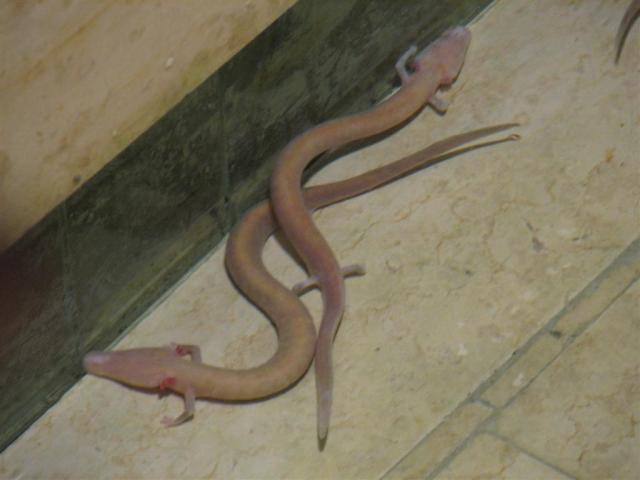 Proteus anguinus