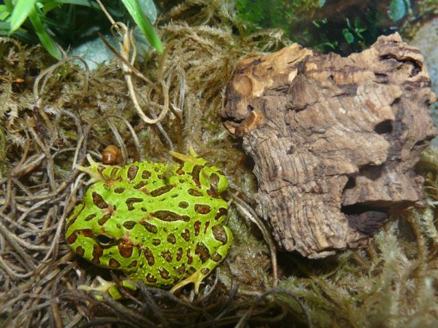 Ceratophrys cranwelli