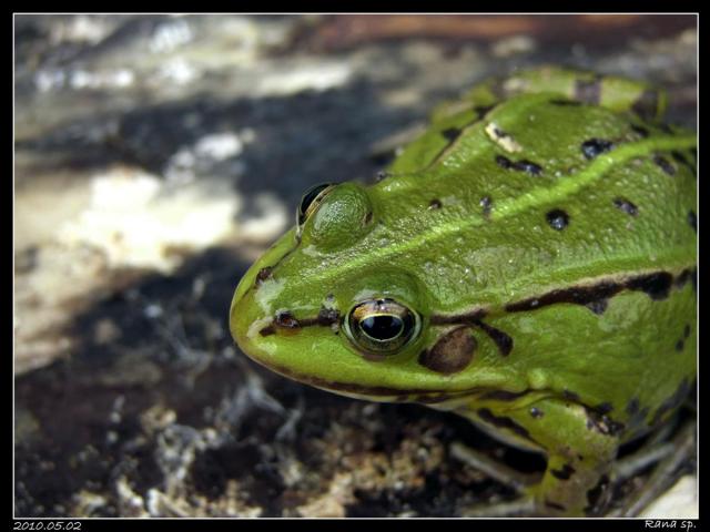 Rana sp.