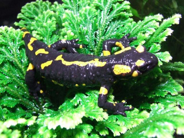 Salamandra salamandra
