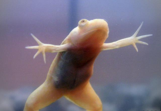 Xenopus laevis