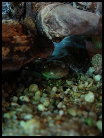 Tigrinė salamandra