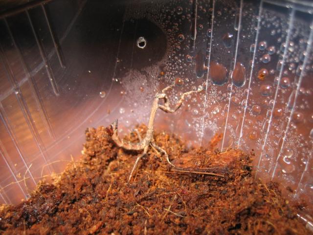 Popa spurca