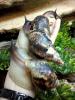 achatina_t1.jpg