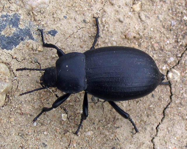 juodvabalis (Tenebrionidae)