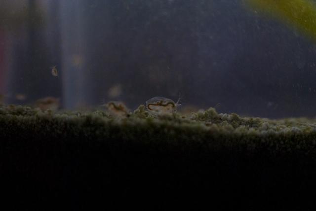 Dafnija