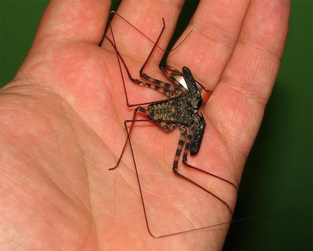 Damon variegatus