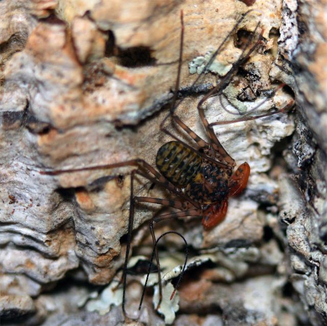 Damon variegatus