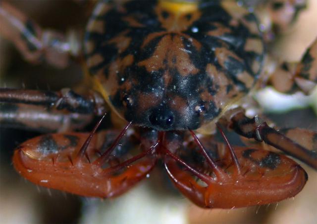 Damon variegatus 2