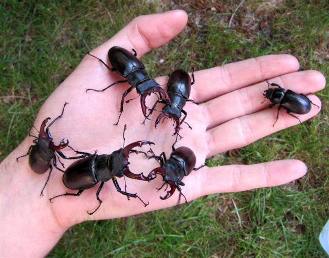 Elniavabaliai (Lucanus cervus)