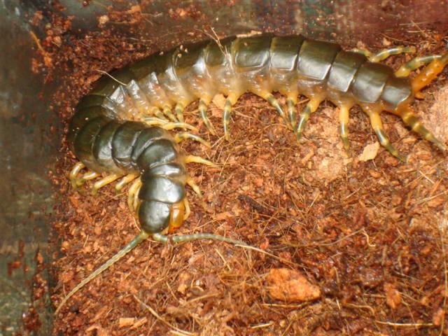 Ethmostigmus trigonopodus