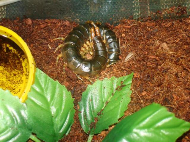 Ethmostigmus trigonopodus