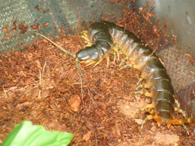 Ethmostigmus trigonopodus