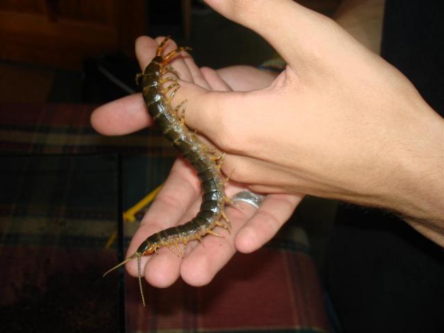 Ethmostigmus trigonopodus