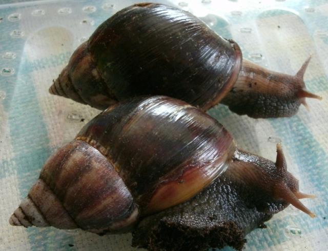 Achatina fulica