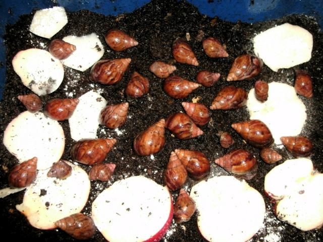Achatina fulica