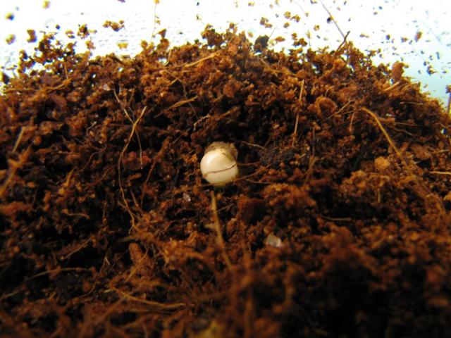 Archispirostreptus gigas 3