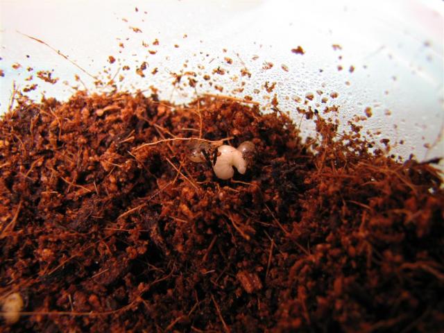 Archispirostreptus gigas 4