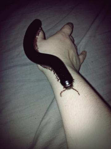 Gigas