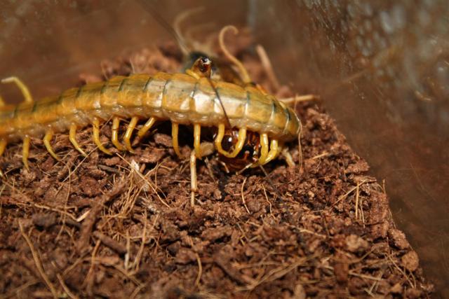 Scolopendra cingulata pietūs :)