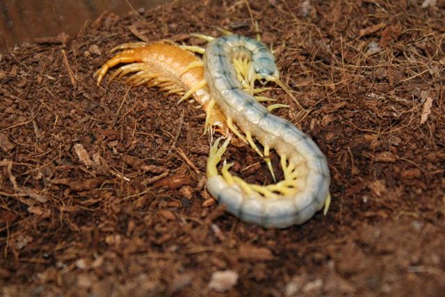 S. cingulata