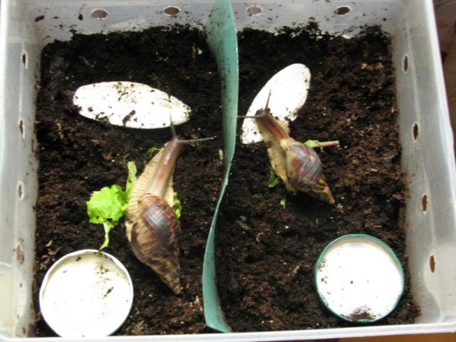 Achatina reticulata sraigės