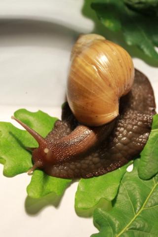 Achatina fulica rodatzi 