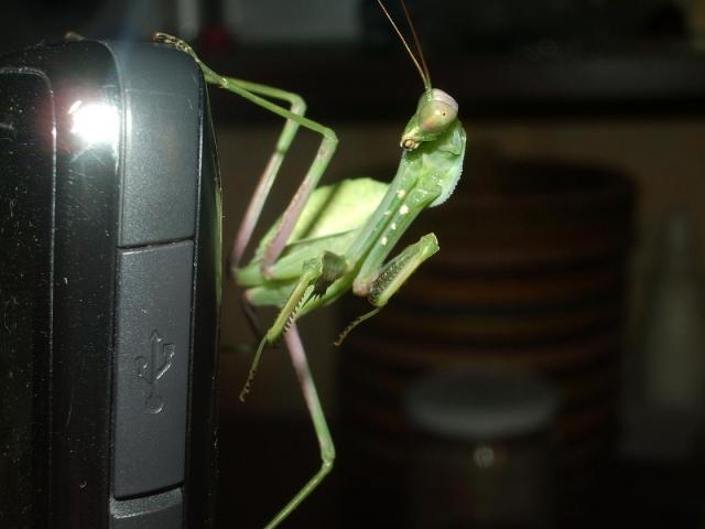 Sphodromantis...