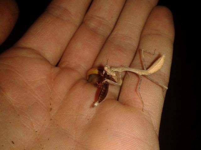 Miomantis caffra