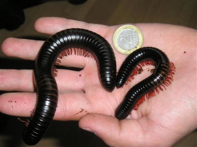 Milipedes sp.
