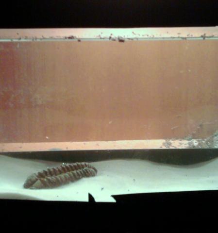 Sea monkeys aqua