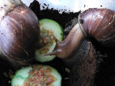Achatina fulica 1