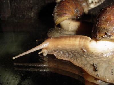 Achatina fulica 2