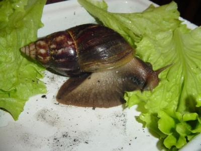 Achatina fulica 3