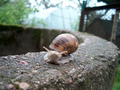 Helix pomatia