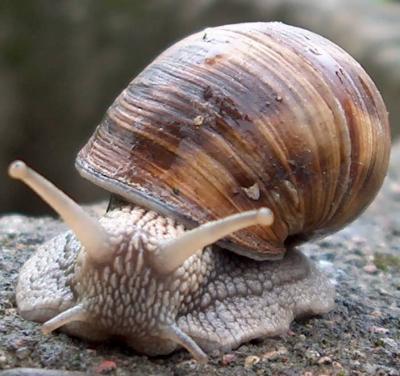 Helix pomatia iš arti