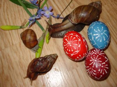 Velykinis vaizdelis(2xAchatina Fulica ir vynuoginė sraigė)