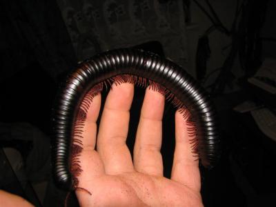Archispirostreptus gigas 1
