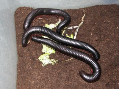 Archispirostreptus gigas 2
