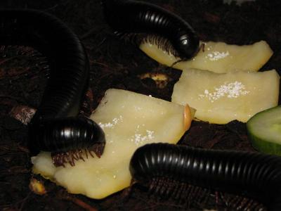 Archispirostreptus gigas vakarieniauja