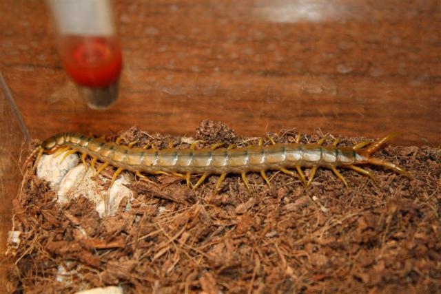 Scolopendra cingulata