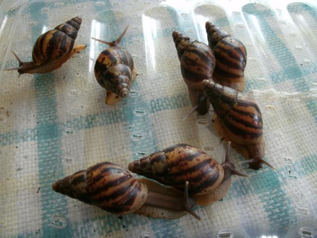 Achatina reticulata