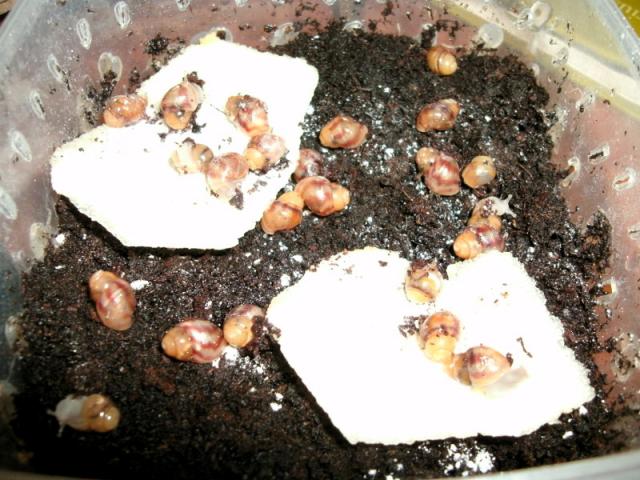 Achatina reticulata