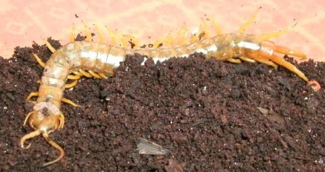 Scolopendra sp.