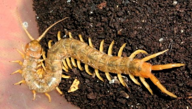 Scolopendra cingulata