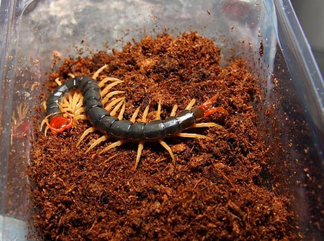 Scolopendra subspinipes multilans